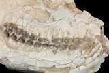 Fossil Oreodont (Merycoidodon) Skull - Wyoming #144156-4